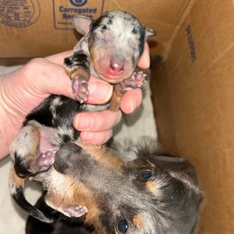 Arlo - Dapple male Dachshund puppy in Bruceton, Tennessee from Dachshund Dreams