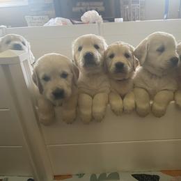 Golden Retriever Puppies from Crescent View Goldens