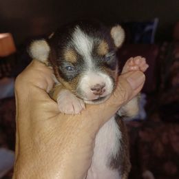 Chihuahua Puppies from Jersey’s Tiny Tails Chihuahuas