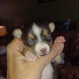 Chihuahua Puppies from Jersey’s Tiny Tails Chihuahuas