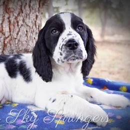 Boy 5 - Black and white male English Springer Spaniel puppy in Great Falls, Montana from Big Sky Springers
