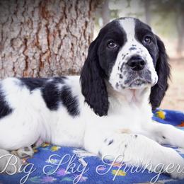 Boy 5 - Black and white male English Springer Spaniel puppy in Great Falls, Montana from Big Sky Springers