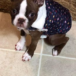 Boston Terrier All Grown Up from Them Boys Game Farm