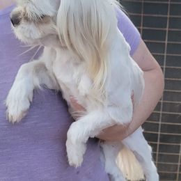 Sweetye - Shih Tzu
