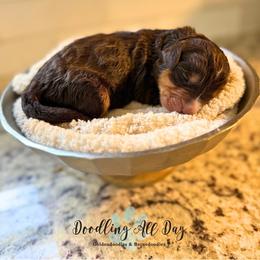 Black boy - Tri-color male Bernedoodle puppy in Valdese, North Carolina from Doodling All Day Goldendoodles