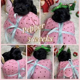 Pepper - Black and white female Shih Tzu puppy in Coolidge, Arizona from Shih Tzu’s  ‘N’ Love