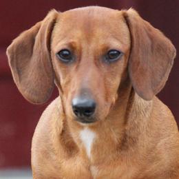 Scarlett - Dachshund
