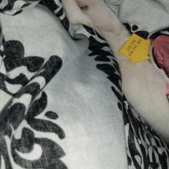 Nord Wachhund Puppies from Nordic Kennels