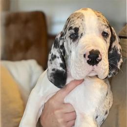 Light Pink Female - Merle female Great Dane puppy in Northeast, Pennsylvania from Bluestone Valley Great Danes