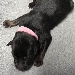 Girl 1 pink - Bi-color female German Shepherd puppy in Sharon Grove, Kentucky from Julie’s Shepherds