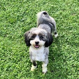 Abby - Havanese