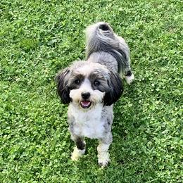 Abby - Havanese