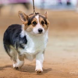 Paxton - Pembroke Welsh Corgi