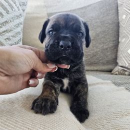 Brindle male - Chestnut brindle male Cane Corso puppy in Jacksonville, North Carolina from Coliseum de Cassiope