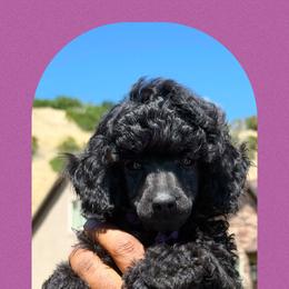Purple collar - Black male Poodle puppy in Ogden, Utah from Kotu Poodles