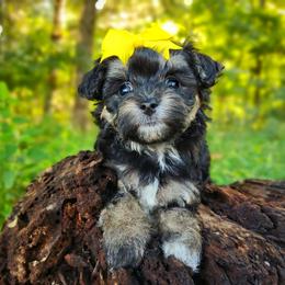 Companion Cross, Havanese, Mal-Shi, Maltese, Maltipoo, Morkie, and Shih Tzu Puppies from Seeking Shalom Acres Maltese, Maltipoos & Havamalts