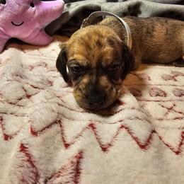 Dachshund Puppies from Randal Hunke