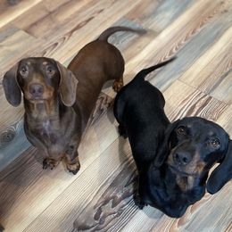 Dachshund Puppies from Little Legs Miniature Dachshunds