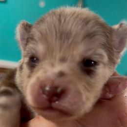 Drake - Merle male Pomsky puppy in Spring Hill, Florida from PDQ Pomskies