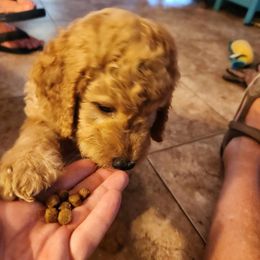 Goldendoodle Puppies from Hadie's Doodles