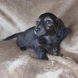 IDA - Black Brindle - Brindle female Dachshund puppy in Swink, Oklahoma from Palali Farm