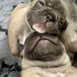 French Bulldog Puppies from Piper’s Pups
