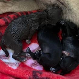 Chocolate boy 1 - Black male Pug puppy in Onalaska, Washington from Cupid’s Pugs