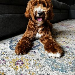 Kozmo - Goldendoodle