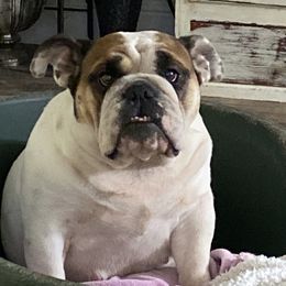 Mauri - Bulldog