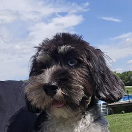 Cockapoo, Maltipoo, Morkie, and Yorkipoo Puppies from Mosaic Merle Doodles