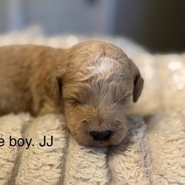 Purple boy. JJ - Red  male Goldendoodle puppy in Vian, Oklahoma from Dog Days Doodles