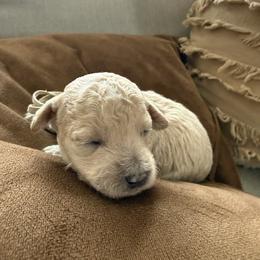 Dolly - Cream female Cockapoo puppy in Yuba City, California from The Doodle Barn
