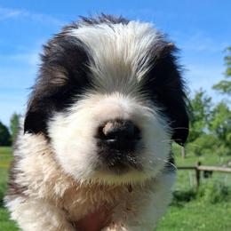 Big Popi - Brown and white male Saint Bernard puppy in Kinsman, Ohio from Coleman Saint Bernards of Ohio
