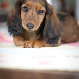 Dachshund Puppies from Olia Mirra