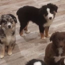 Black tri male - Black Toy Australian Shepherd puppy in Rochester, Minnesota from Aussies Done Wright