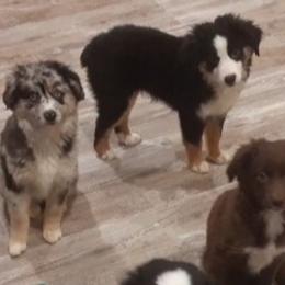 Black tri male - Black Toy Australian Shepherd puppy in Rochester, Minnesota from Aussies Done Wright