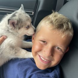 Pomsky Puppies from Pomskies 4 Dayz