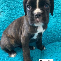 Boxer Puppies from Furevermore Boxers