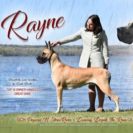Rayne - Great Dane
