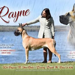 Rayne - Great Dane