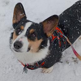 Pembroke Welsh Corgis from Whispering Willows Corgis