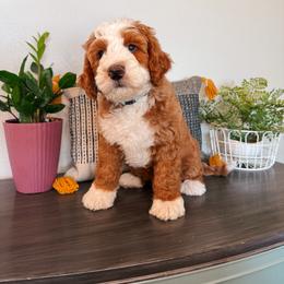 Bob - Red male Bernedoodle puppy in Weston, Idaho from Berne n Doodles