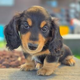 Ramone - Black and tan male Dachshund puppy in Lewiston, Idaho from Farmhouse Dachshunds