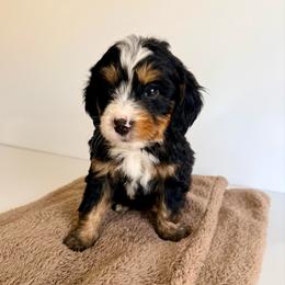 Sunny. (Orange) - Tri-color male Bernedoodle puppy in Midland, Texas from Southern Oak Breeders LLC