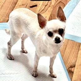 Skye - Chihuahua