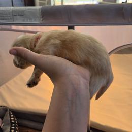 Red - Cream female Dachshund puppy in Lebanon, Missouri from Helping Hands, LLC