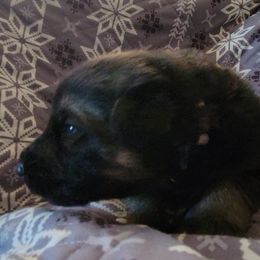 Silver - Black and tan male German Shepherd puppy in Pahrump, Nevada from Rayler Kennels