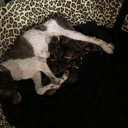 Goldendoodle Puppies from Sturgeon River Doodles