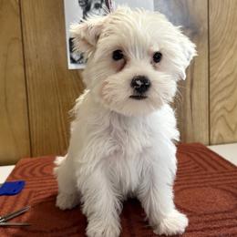 Boy 5 - Parti male Yorkshire Terrier puppy in Bear Creek, North Carolina from Yorkie Time