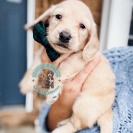 Dipper - Cream male Dachshund puppy in Marion, Ohio from Doodles & Doxies